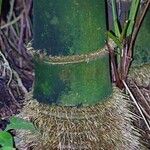 Bambusa vulgaris Annet
