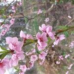 Prunus persica Floro