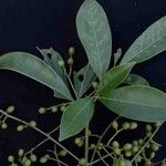 Tapirira guianensis 果実