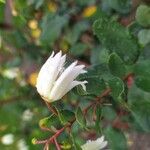 Crinodendron patagua Fiore