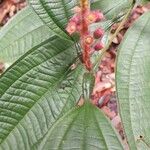 Miconia nervosa ফুল