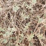 Heliotropium bacciferum Hábito