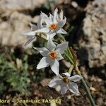 Narcissus obsoletus Lorea