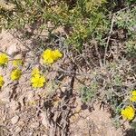 Helianthemum syriacum Çiçek