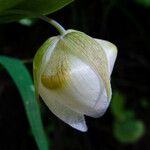 Calochortus albus Кветка