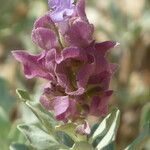 Salvia pachyphylla Други