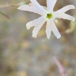Silene bupleuroides Çiçek