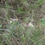 Galatella sedifolia موطن