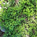 Urtica bianorii অভ্যাস