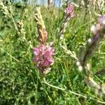 Onobrychis arenaria Flor