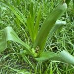 Colchicum autumnale Feuille