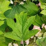 Hydrangea quercifolia Blad