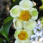 Stewartia monadelpha 花