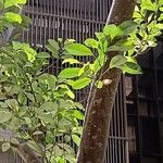 Cleyera japonica ᱛᱟᱦᱮᱸ