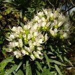 Echium giganteum Muu