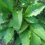Pentaglottis sempervirens Folha