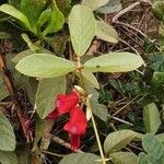 Kennedia rubicunda 花