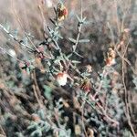 Helianthemum almeriense Blad