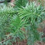 Cunninghamia lanceolata पत्ता