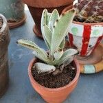 Kalanchoe tomentosa Folha