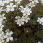 Saxifraga trifurcata Floare