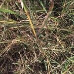 Dichanthium aristatum Облик