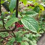 Cotoneaster bullatus Leaf