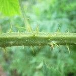 Rubus leyanus Bark