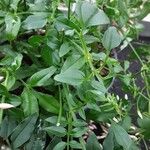Jasminum polyanthum Leaf