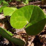 Asarum europaeum Lapas