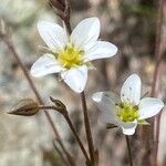 Sabulina verna Blomma