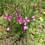 Epilobium dodonaei Fleur