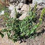 Amaranthus hybridus Hábito