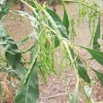 Acacia pycnantha Frucht