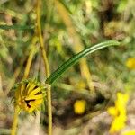 Helianthus angustifolius Foglia