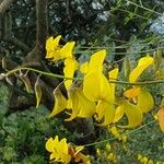 Crotalaria laburnifolia Kukka