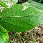 Morus alba Hoja