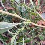 Amaranthus blitoides Froito