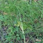 Equisetum arvense ഇല