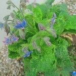 Borago officinalisList