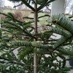 Abies nordmanniana Лист