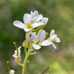 Arabis alpina Çiçek