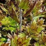Euphrasia alpina പുറംതൊലി
