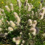 Trifolium arvense Natur