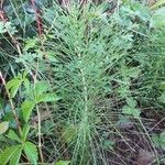 Equisetum telmateia Habit