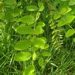 Robinia pseudoacacia Fuelha