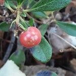 Arctostaphylos uva-ursi Frukto