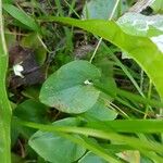 Parnassia palustris Листок