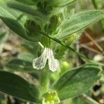 Ajuga laxmannii Blodyn