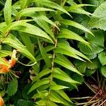 Lilium henryi Hoja